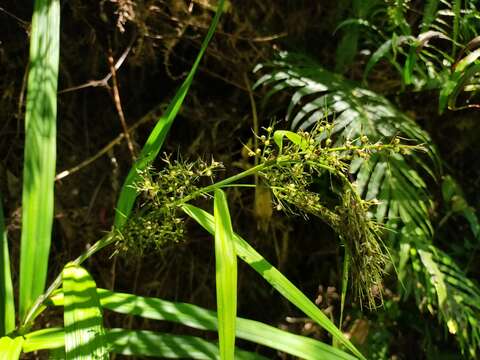 Image of Scleria radula Hance