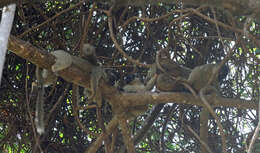 Image of brown lemur
