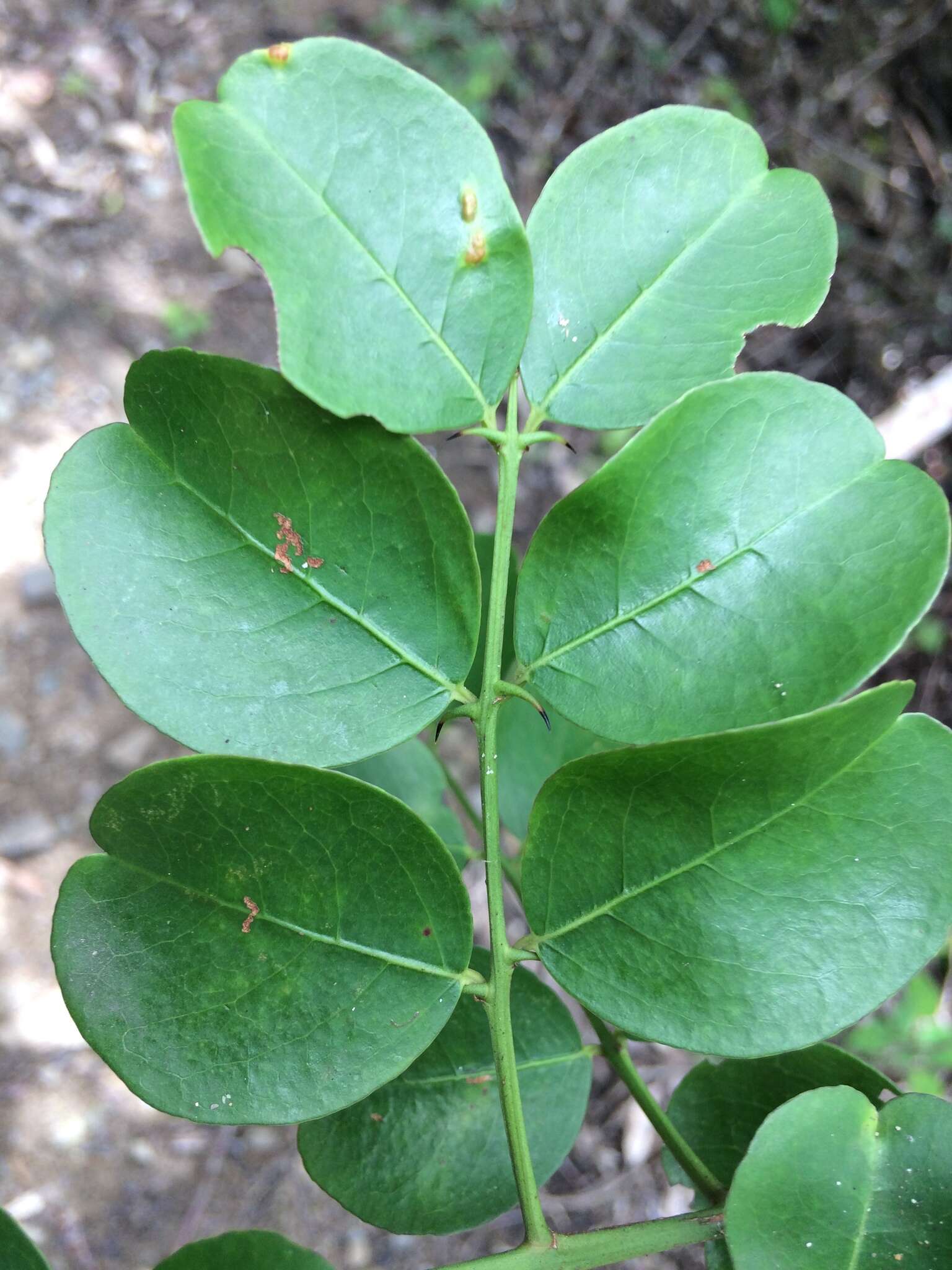 Image de Scutia myrtina (Burm. fil.) Kurz