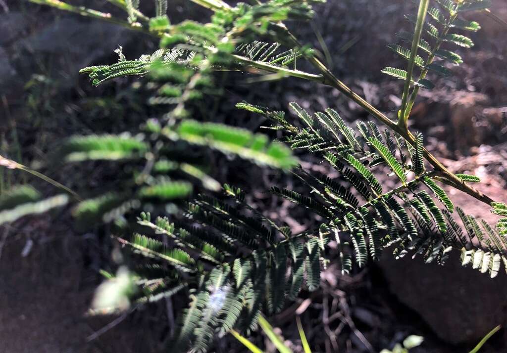 Sivun Acacia deanei (R. T. Baker) M. B. Welch, Coombs & McGlynn kuva