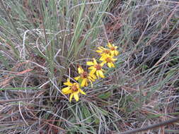 Robinsonecio gerberifolius (Sch. Bip.) T. M. Barkley & J. P. Janovec resmi