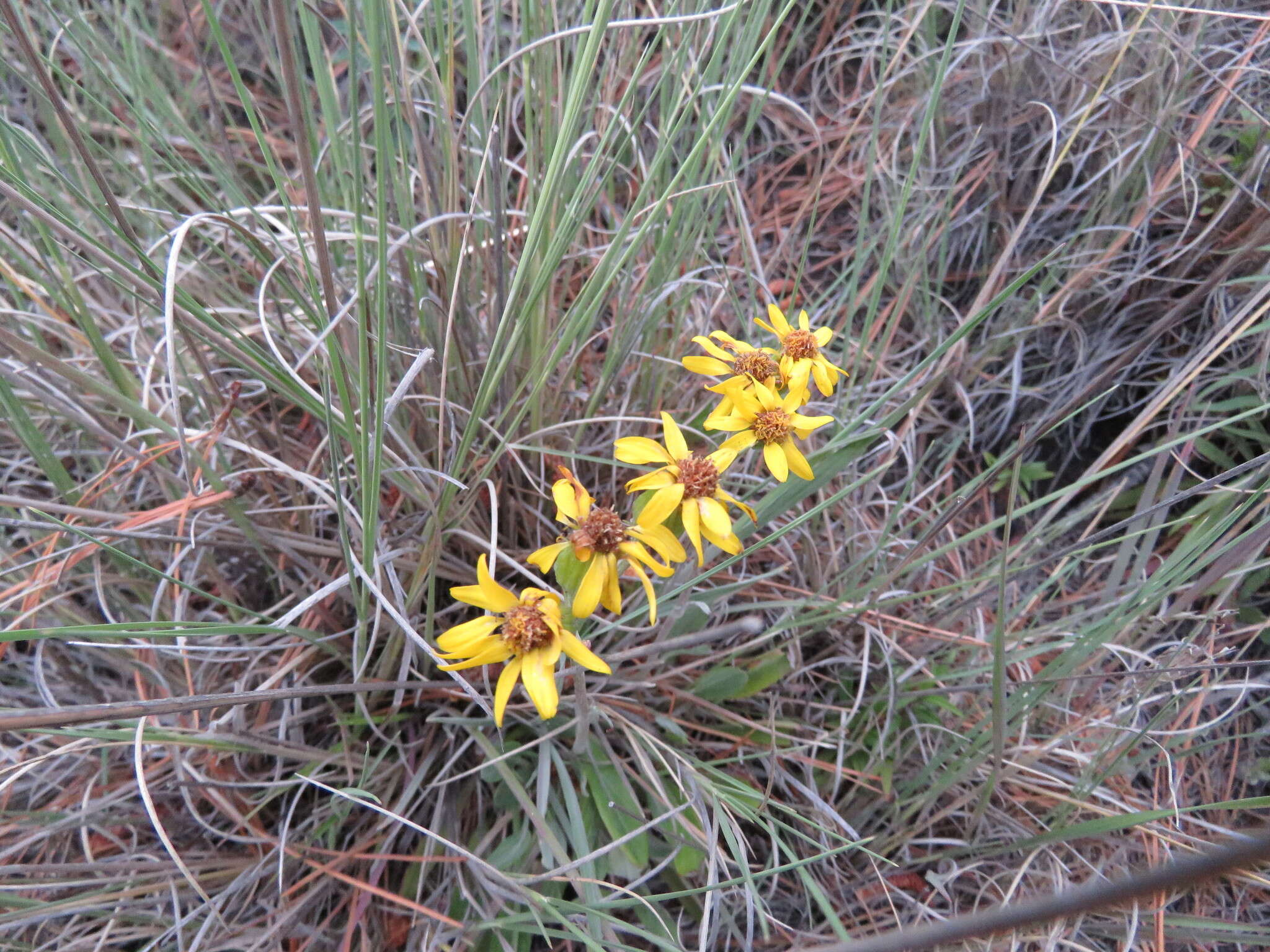 Robinsonecio gerberifolius (Sch. Bip.) T. M. Barkley & J. P. Janovec resmi