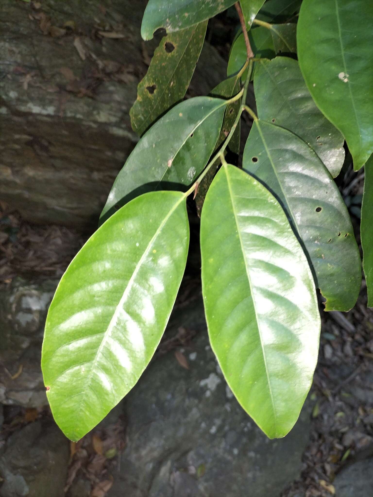 Image of Myristica globosa Warb.