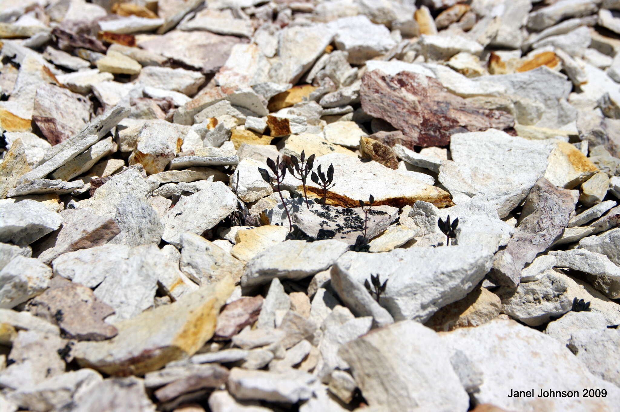 Image of sweetwater draba