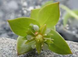 Image of seaside sandplant