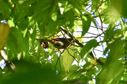 Image of Puerto Rican Bullfinch