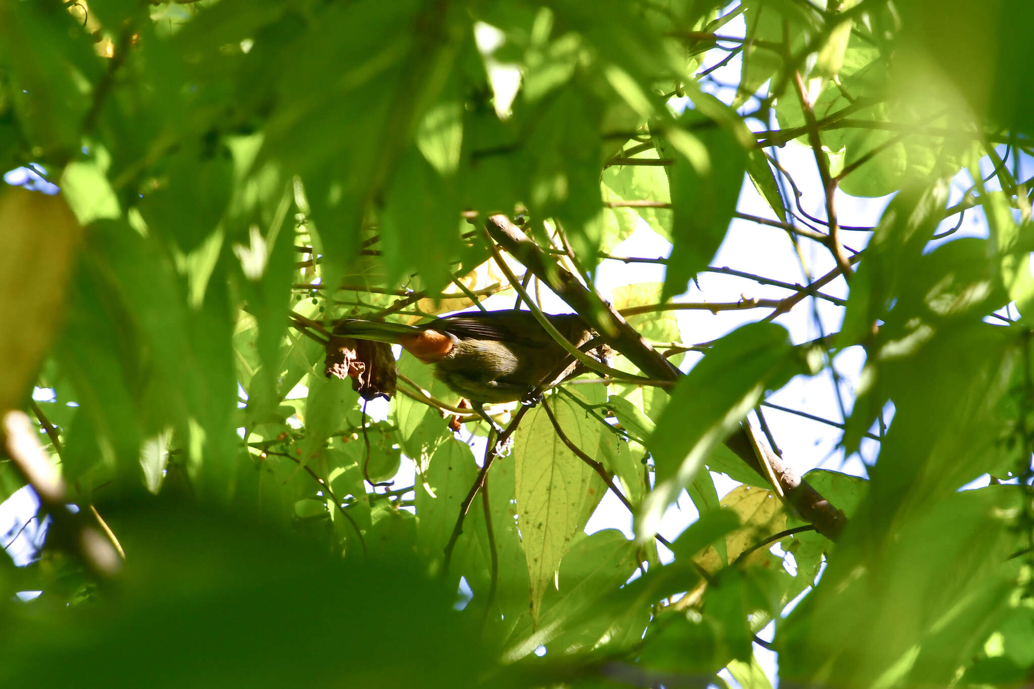 Image of Puerto Rican Bullfinch