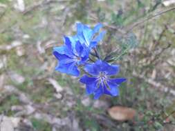 Image of Blue Lechenaultia