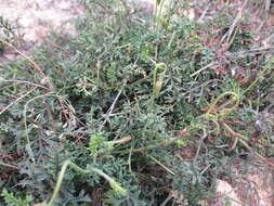 Image of Pelargonium caucalifolium subsp. caucalifolium