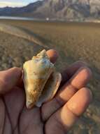 Image of Eastern Pacific fighting conch