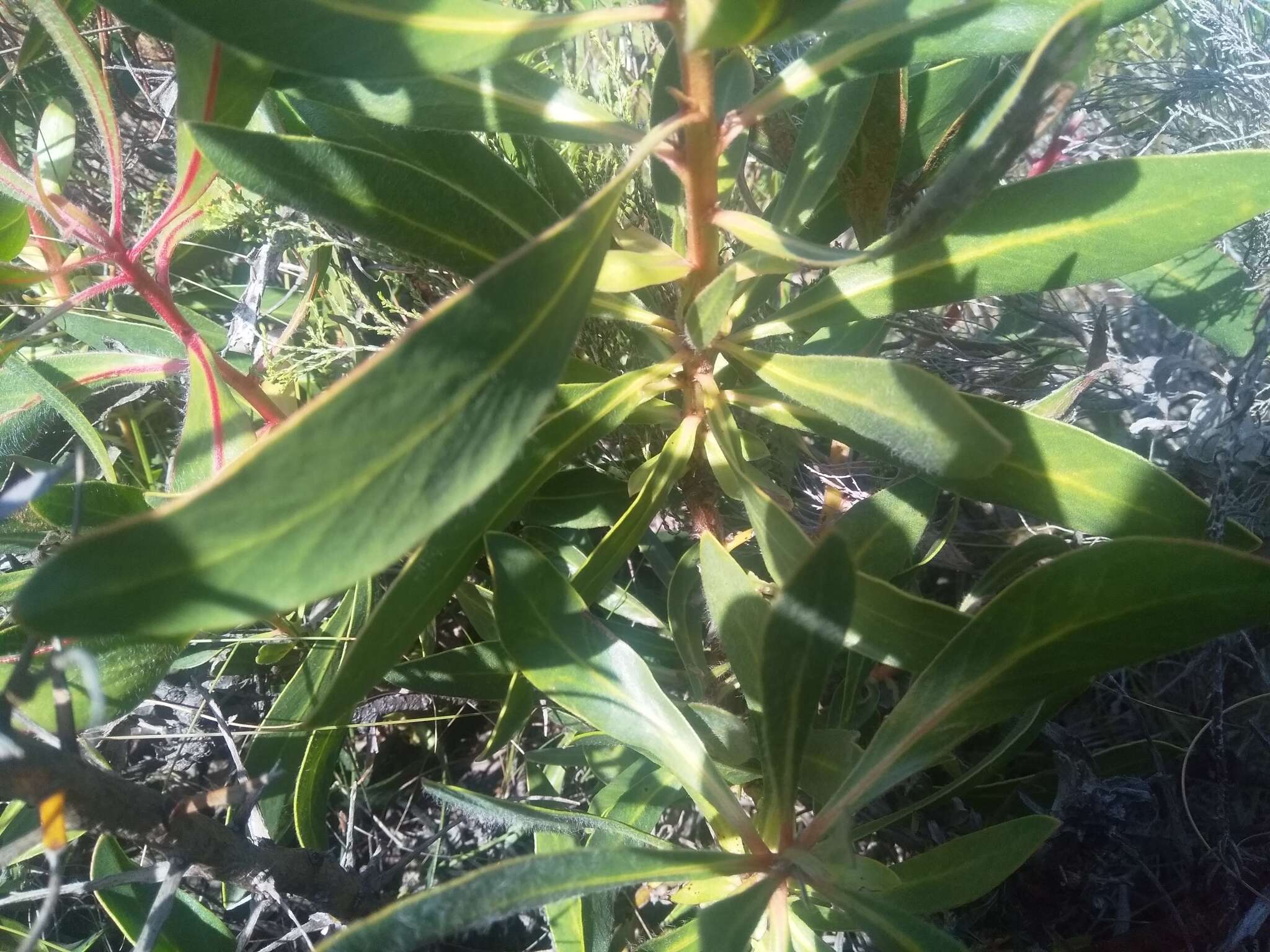 Imagem de Protea foliosa Rourke