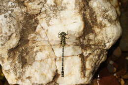 Image of Hemigomphus gouldii (Selys 1854)