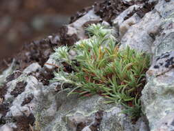 Image of silvery nailwort