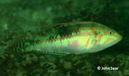 Image of Clouded rainbow fish