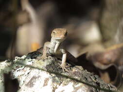 Image of Anolis wellbornae Ahl 1940