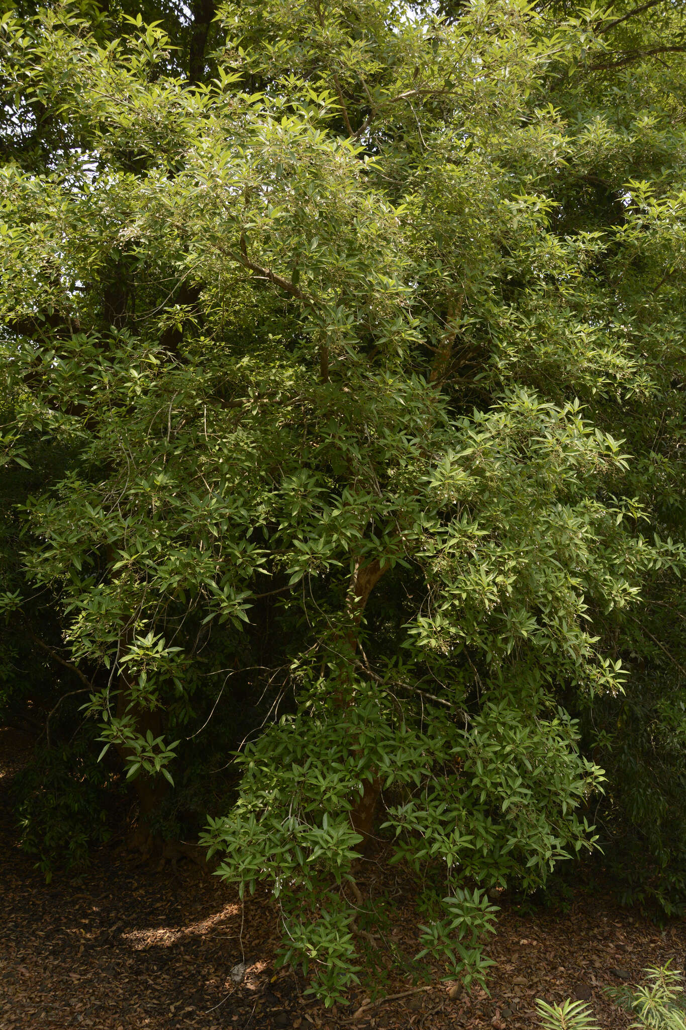 Plancia ëd Vitex leucoxylon L. fil.