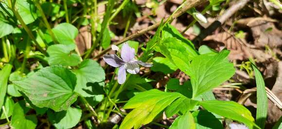 Слика од Viola brauniae Grover ex T. S. Cooperrider