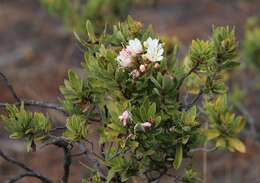 Image of Bejaria aestuans L.