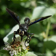 Imagem de Physocephala floridana Camras 1957