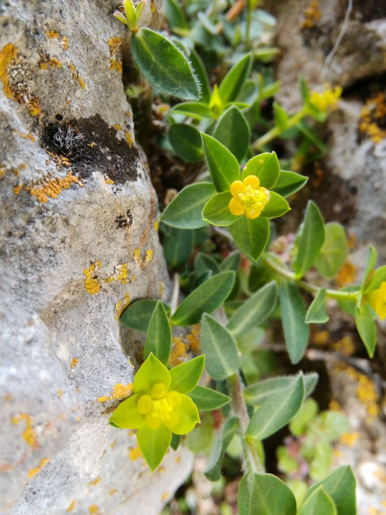 Sivun Euphorbia fragifera Jan kuva