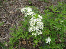 Image of Spiraea media Franz Schmidt