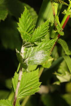 Image of Podosphaera filipendulae (Z. Y. Zhao) T. Z. Liu & U. Braun 2010