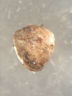 صورة <i>Euconulus chersinus</i>