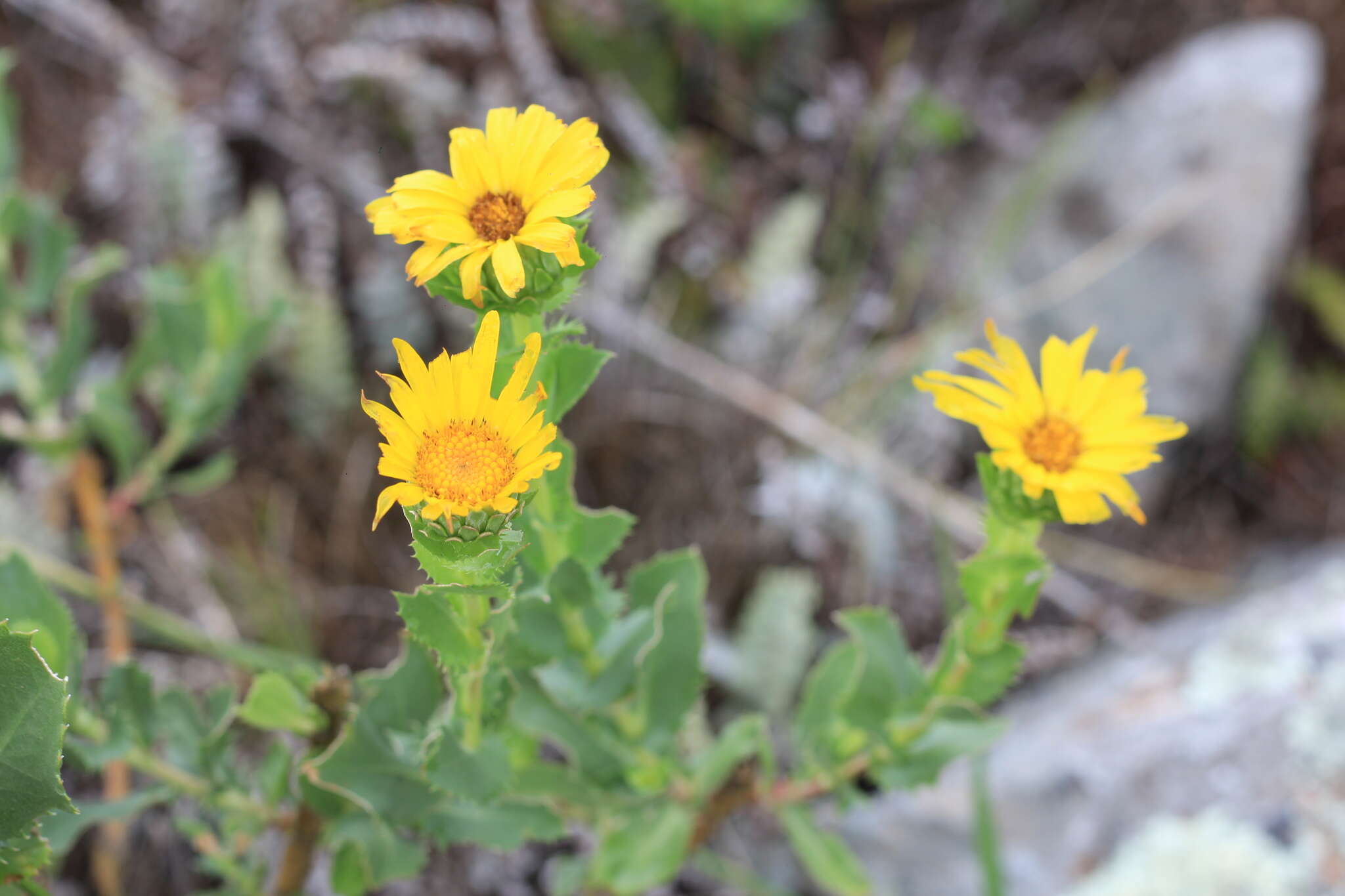 Слика од Grindelia buphthalmoides DC.