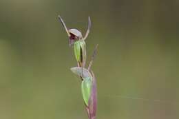 Image of Bird's-mouth orchid
