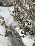 Imagem de Artemisia tridentata subsp. wyomingensis Beetle & Young