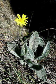 Image of Hieracium tomentosum L.