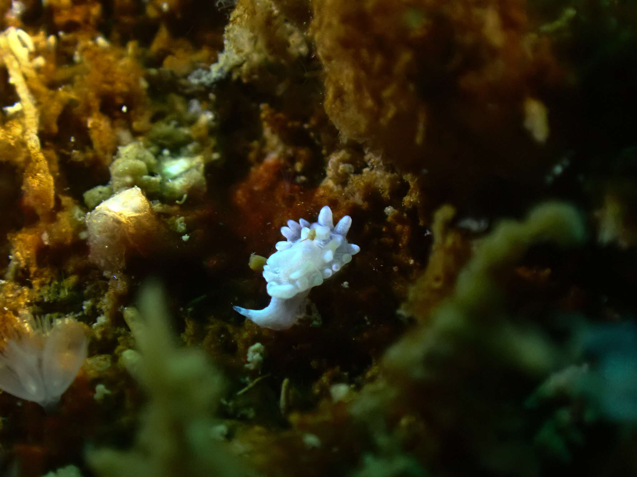 Image of Okenia japonica Baba 1949