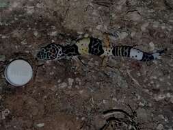 Image of Western Indian Leopard Gecko