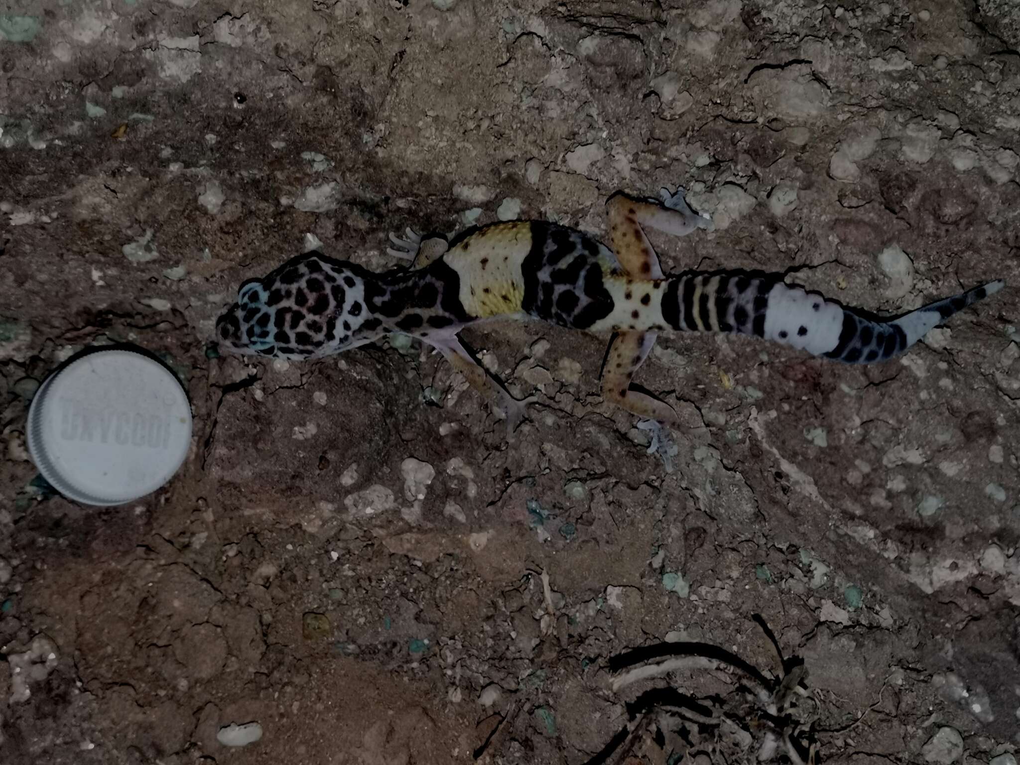 Image of Western Indian Leopard Gecko