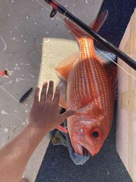 Image of Bight red fish