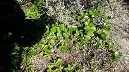 Image of Garden strawberry