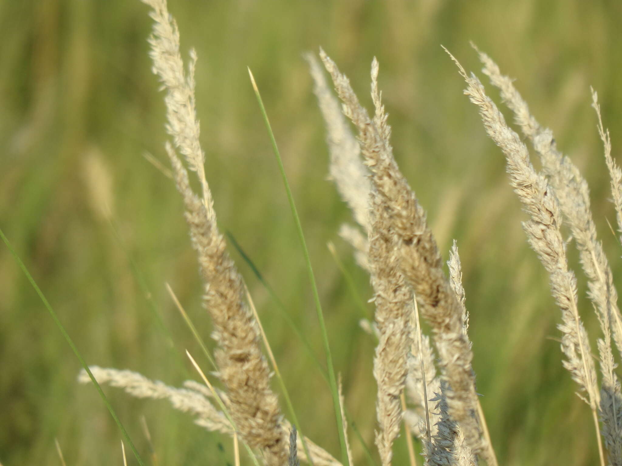 Image of Poa ligularis Nees ex Steud.