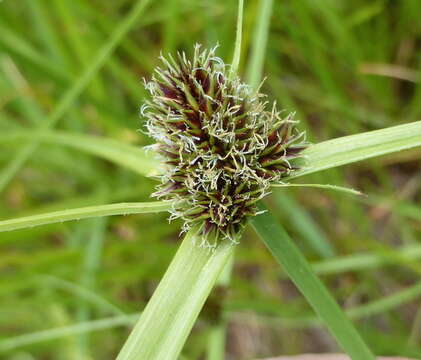 Image of Cyperus bracheilema (Steud.) Mattf. & Kük.