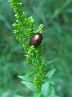 Image of Brown mint leaf beetle