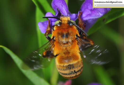 Image of Anthophora deserticola Morawitz 1873