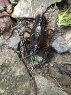 Image of White River Crayfish