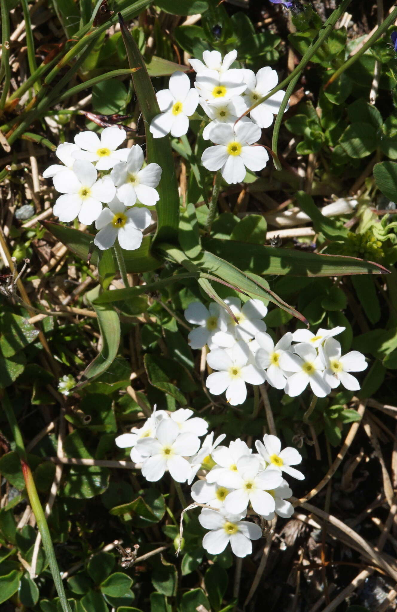 Image of Androsace obtusifolia All.