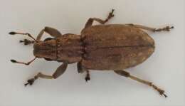 Image of Clover Root Weevil