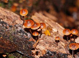 Imagem de Kuehneromyces brunneoalbescens (Y. S. Chang & A. K. Mills) J. A. Cooper 2014