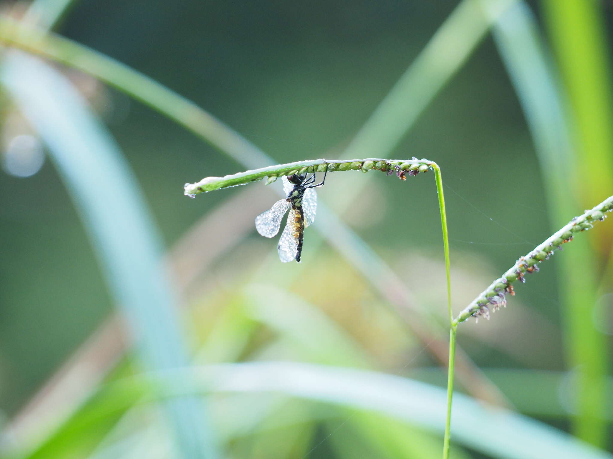 Image de Nannophya pygmaea Rambur 1842