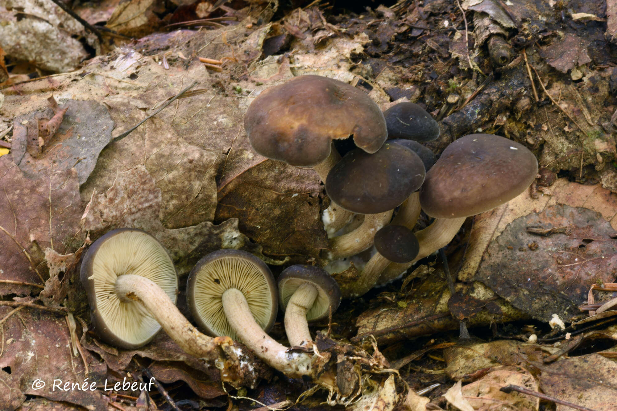 Agrocybe firma (Peck) Singer 1940 resmi