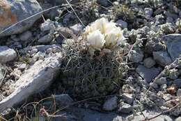 Sivun Thelocactus conothelos subsp. conothelos kuva