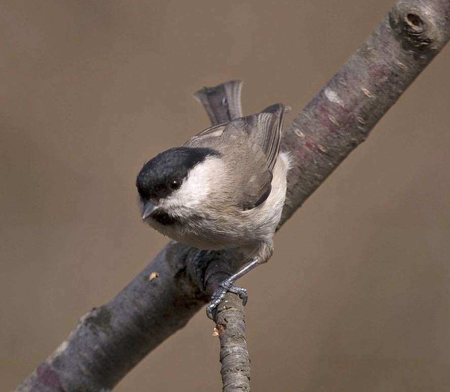 صورة Poecile palustris italicus (Tschusi & Hellmayr 1900)