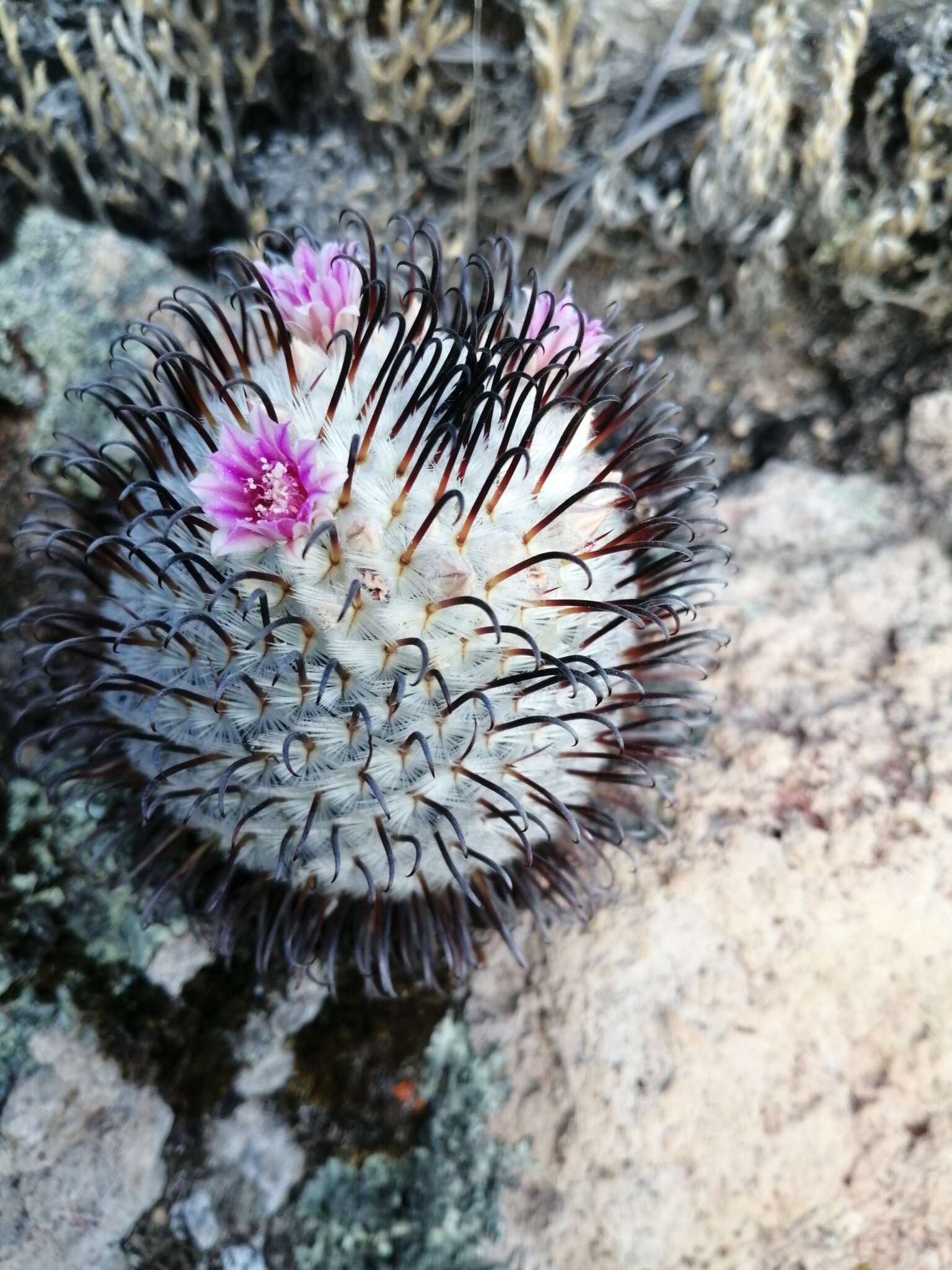 Image de Mammillaria perezdelarosae subsp. perezdelarosae