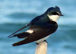 Image of Mangrove Swallow